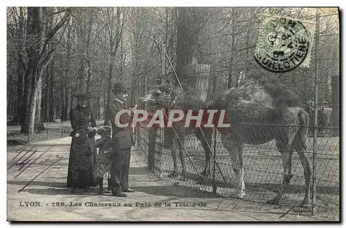 Cartes postales Zoo Lyon Les chameaux du parc de la Tete d&#39Or