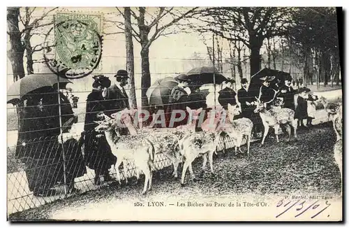 Cartes postales Zoo Lyon Les biches au parc de la Tete d&#39Or