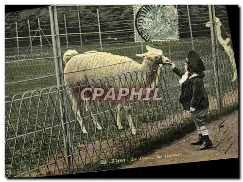 Ansichtskarte AK Zoo Lyon Le parc Les lamas