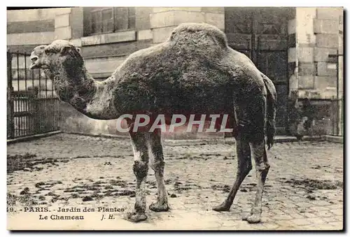 Ansichtskarte AK Zoo Paris Jardin des plantes Le chameau