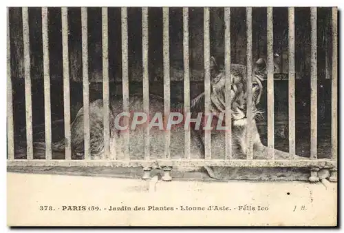 Ansichtskarte AK Zoo Paris Jardin des plantes Lionne d&#39Asie lion