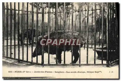 Ansichtskarte AK Zoo Paris Jardin des plantes sangliers Sus scrofa Afrique