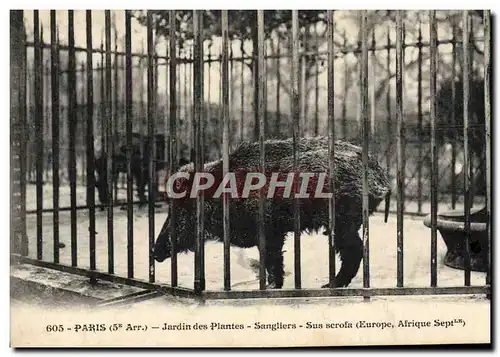 Ansichtskarte AK Zoo Paris Jardin des plantes sangliers Sus scrofa Afrique