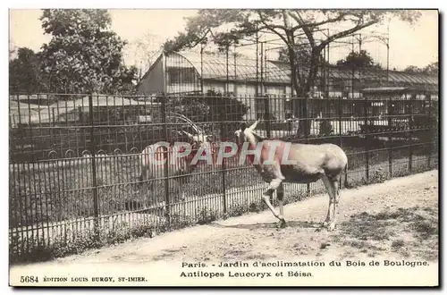 Cartes postales Paris Jardin d&#39acclimatation du Bois de Boulogne Antilopes Leucoryx et Beisa