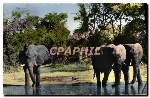 Moderne Karte Faune africaine Elephants a la riviere