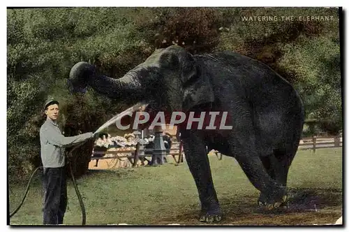 Cartes postales Watering the elephant