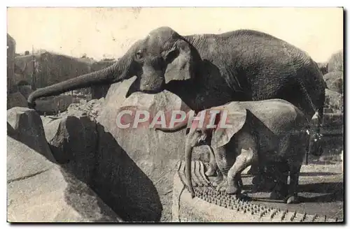 Cartes postales Parc zoologique du Bois de Vincennes Paris Un elephant d&#39Asie femelle et Micheline