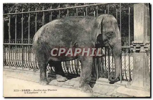 Cartes postales Paris Jardin des Plantes L&#39elephant