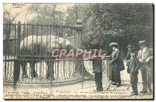 Cartes postales Paris Jardin des Plantes Le gouter du jeune elephant