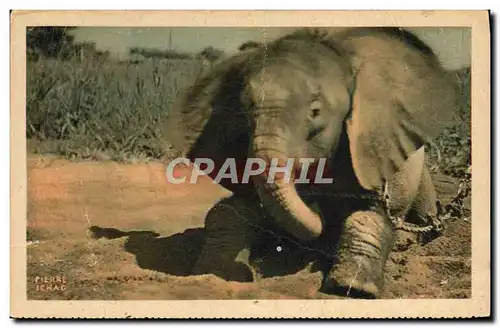 Cartes postales Un jeune elephant au Tchad Afrique Equatoriale Francaise