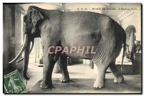 Cartes postales Musee de Tours L&#39elephant Fritz