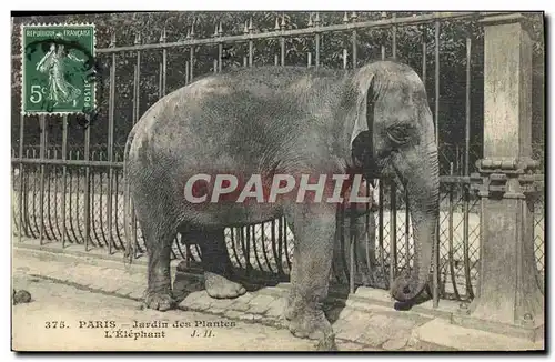 Ansichtskarte AK Elephant Paris Jardin des plantes L&#39elephant