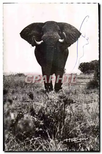 Cartes postales moderne Elephant