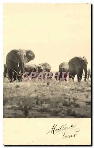 Cartes postales moderne Elephant