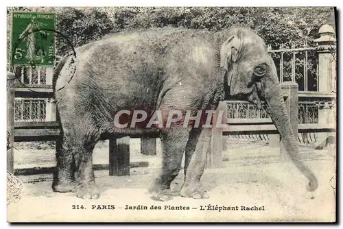 Ansichtskarte AK Elephant Paris Jardin des plantes L&#39elephant Rachel