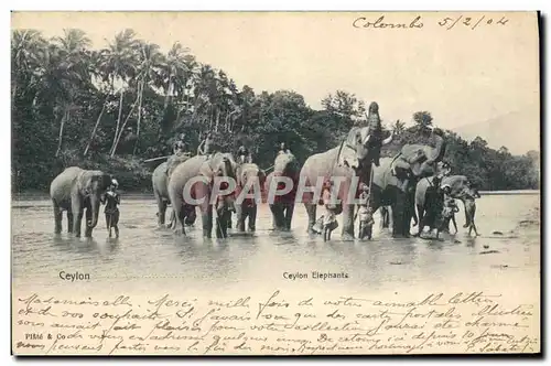 Ansichtskarte AK Elephant Ceylon Elephants