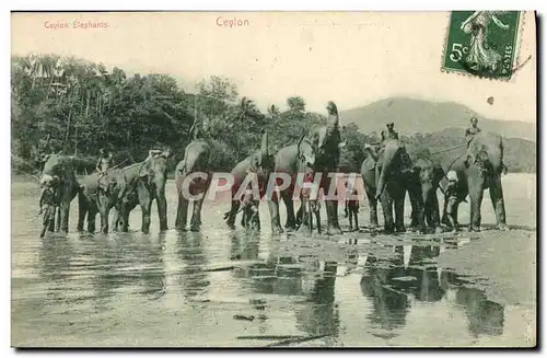 Ansichtskarte AK Elephant Ceylon elephants