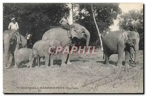 Ansichtskarte AK Elephant Elephants a Kadogustota Ceylan