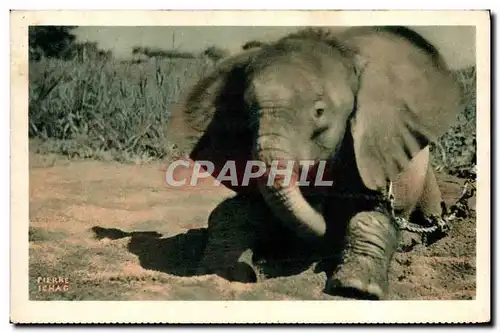 Cartes postales Un jeune Elephant du Tchad Afrique Equatoriale Francaise