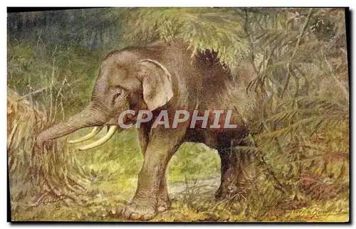 Cartes postales Elephant India Ceylan