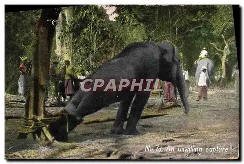 Cartes postales Elephant An unwilling capture