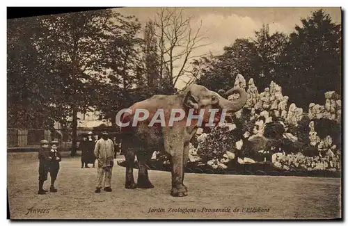 Cartes postales Elephant Anvers Jardon zoologique Promenade de l&#39elephant