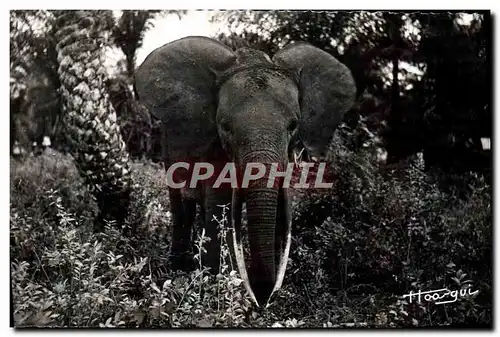 Moderne Karte Elephant Faune africaine