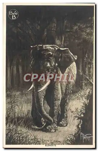 Cartes postales Elephant Elefante