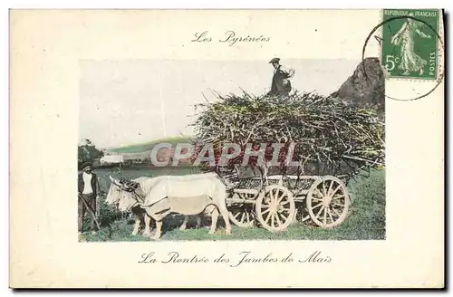 Cartes postales Folklore Pyrenees La rentree des jambes de mais Attelage