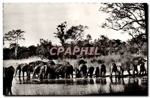 Cartes postales moderne Elephant Troupeau d&#39elephants