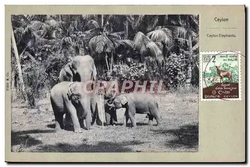 Ansichtskarte AK Elephant Ceylon Elephants