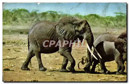 Ansichtskarte AK Elephant African Wild life