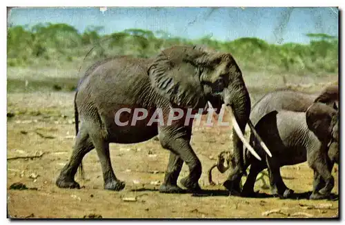 Cartes postales Elephant African Wild life