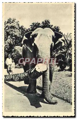 Cartes postales Elephant Indes