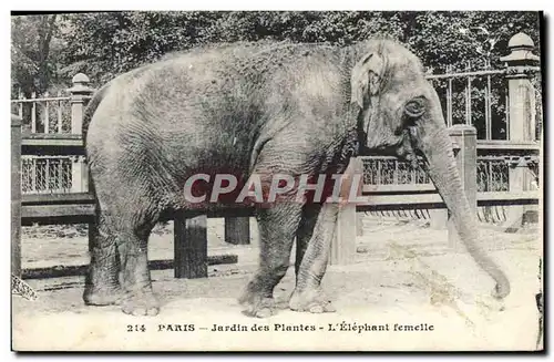 Cartes postales Elephant femelle Paris Jardin des plantes