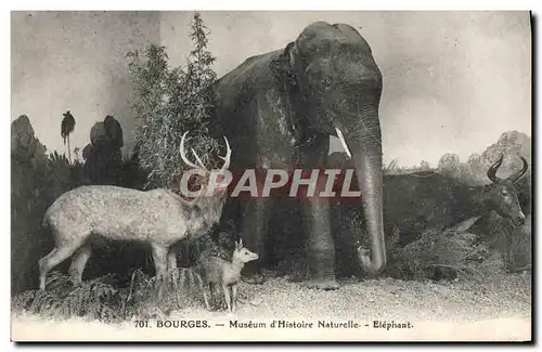 Cartes postales Elephant Bourges Museum d&#39histoire naturelle Biche