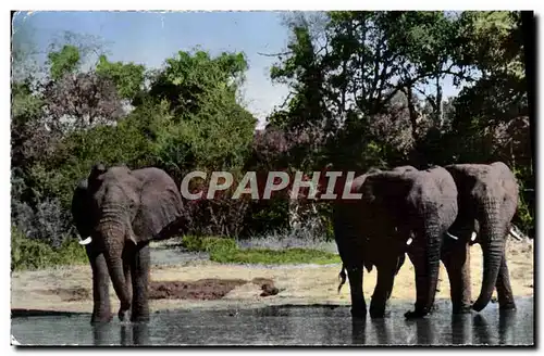 Cartes postales moderne Elephant Faune africaine Elephants a la riviere