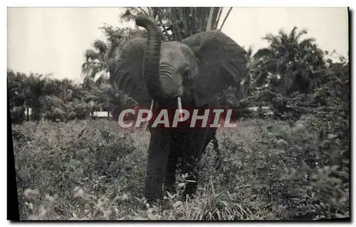 Cartes postales Elephant