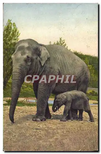 Cartes postales Elephant