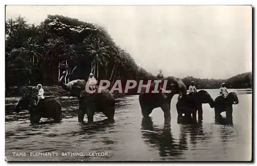 Ansichtskarte AK Elephant Tame Elephants Bathing Ceylon