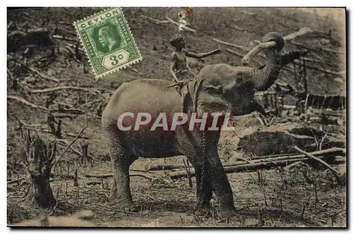 Cartes postales Elephant at work on New Cleaning Ceylon