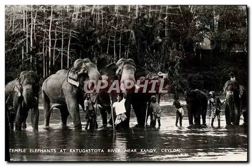 Cartes postales moderne Elephant Temple Elephants at Katugastota River near Kandy Ceylon