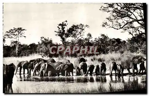 Cartes postales moderne Elephant Faune africaine Troupeau d&#39elephants