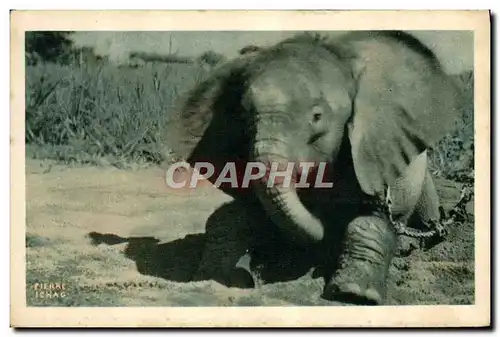 Ansichtskarte AK Elephant Tchad Afrique Equatoriale Francaise
