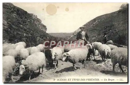 Ansichtskarte AK Folklore Pyrenees Un berger Moutons