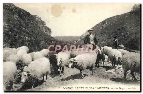 Cartes postales Folklore Pyrenees Un berger Moutons