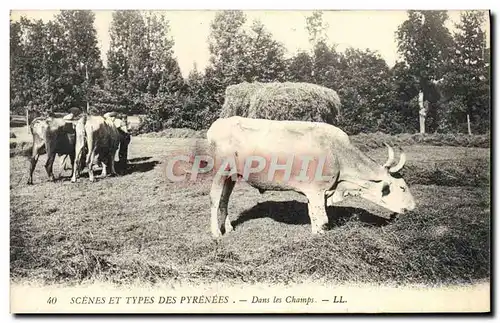 Cartes postales Folklore Pyrenees Dans les champs Boeufs