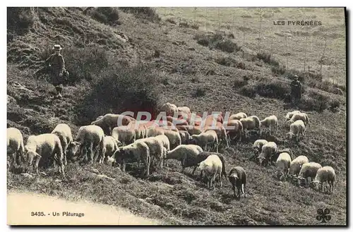 Ansichtskarte AK Folklore Pyrenees Paturage Moutons