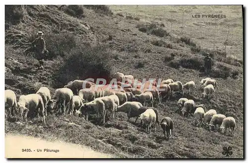 Cartes postales Folklore Pyrenees Paturage Moutons