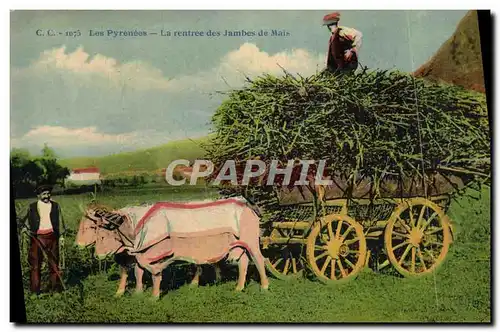 Cartes postales Folklore Pyrenees La rentree des jambes de Mais Boeufs Attelage